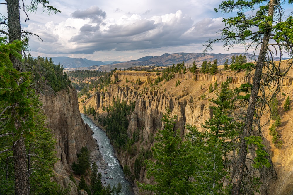 a river running through a canyon surrounded by tall trees