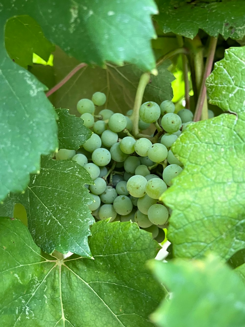 a bunch of grapes growing on a vine