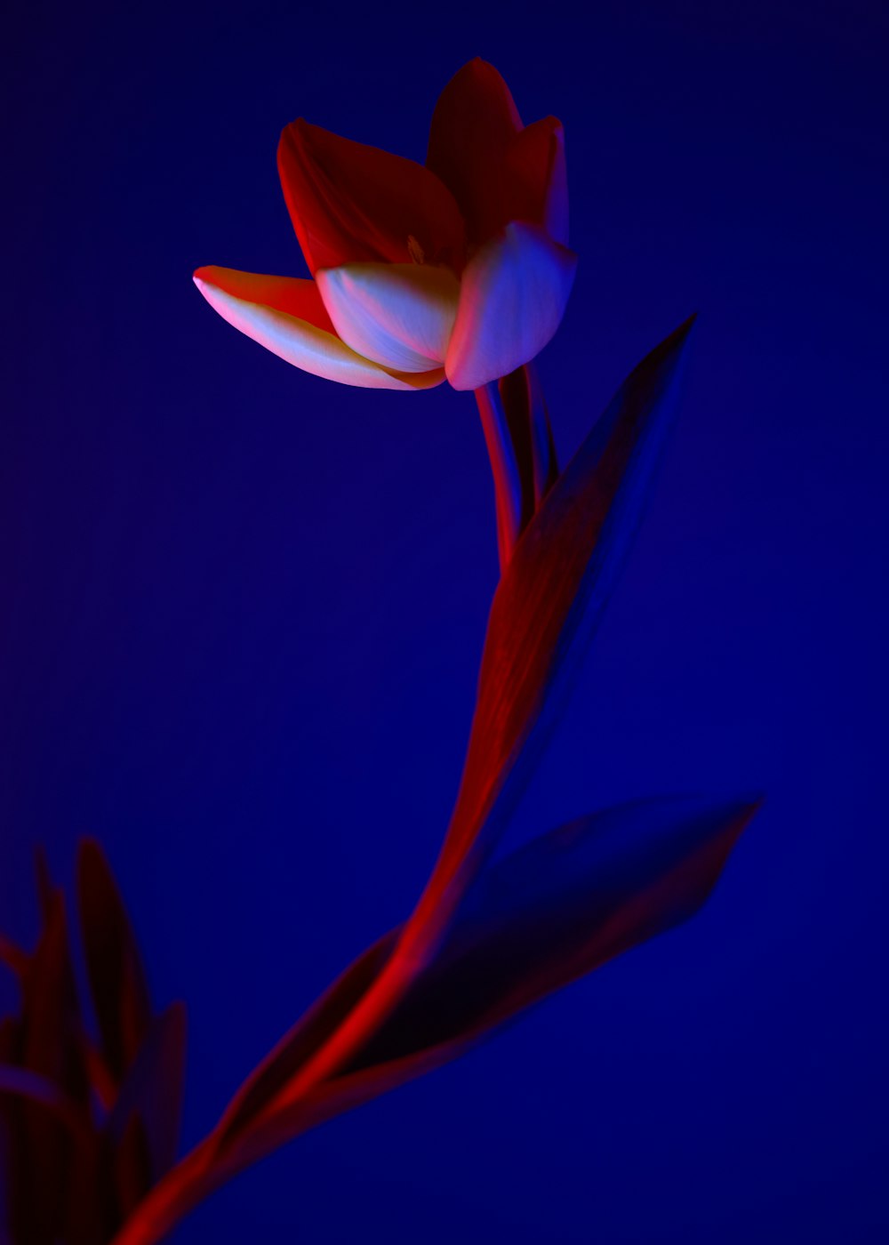 a red and white flower on a blue background