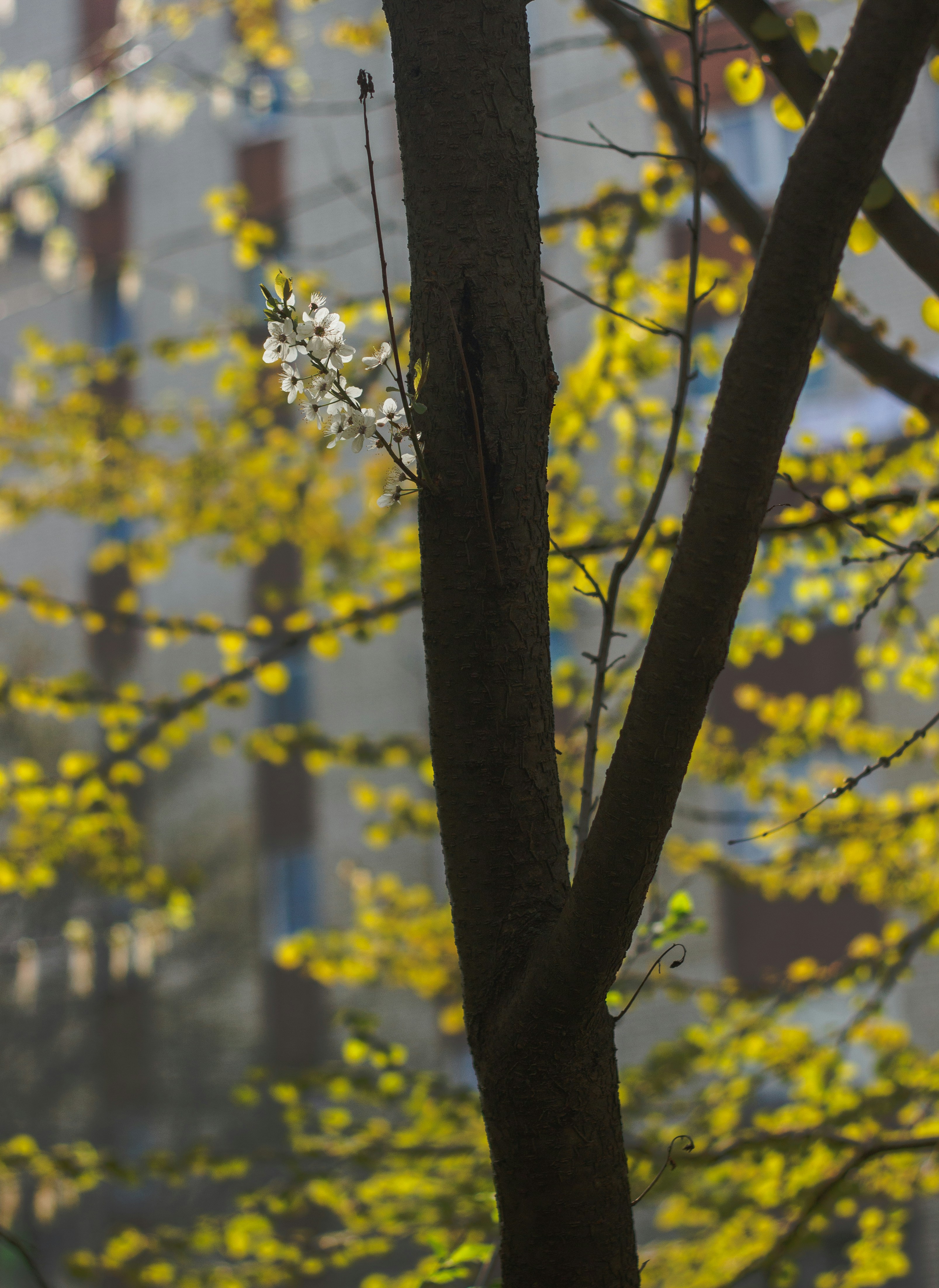 a bird perched on top of a tree next to a building