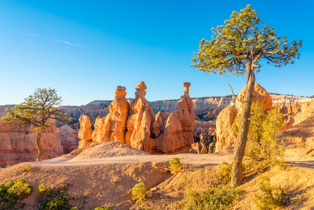 a tree in the middle of a rocky area