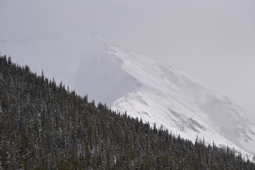 a snow covered mountain with trees in the foreground