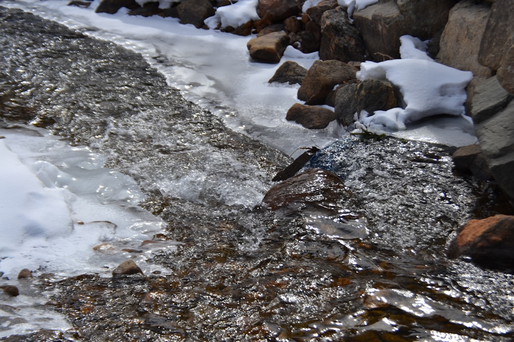 a bird is standing on a rock in the snow