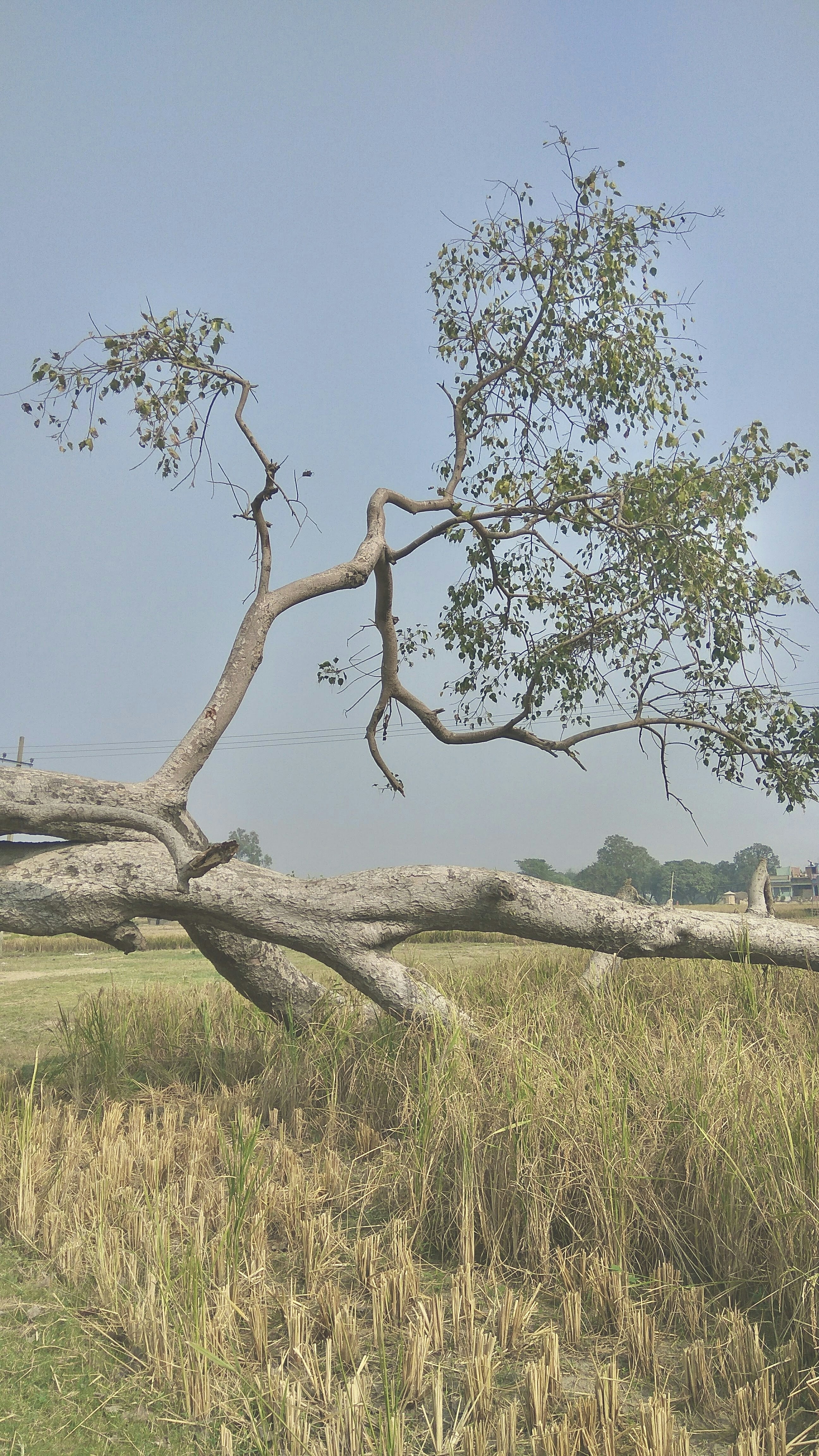 a giraffe standing next to a fallen tree