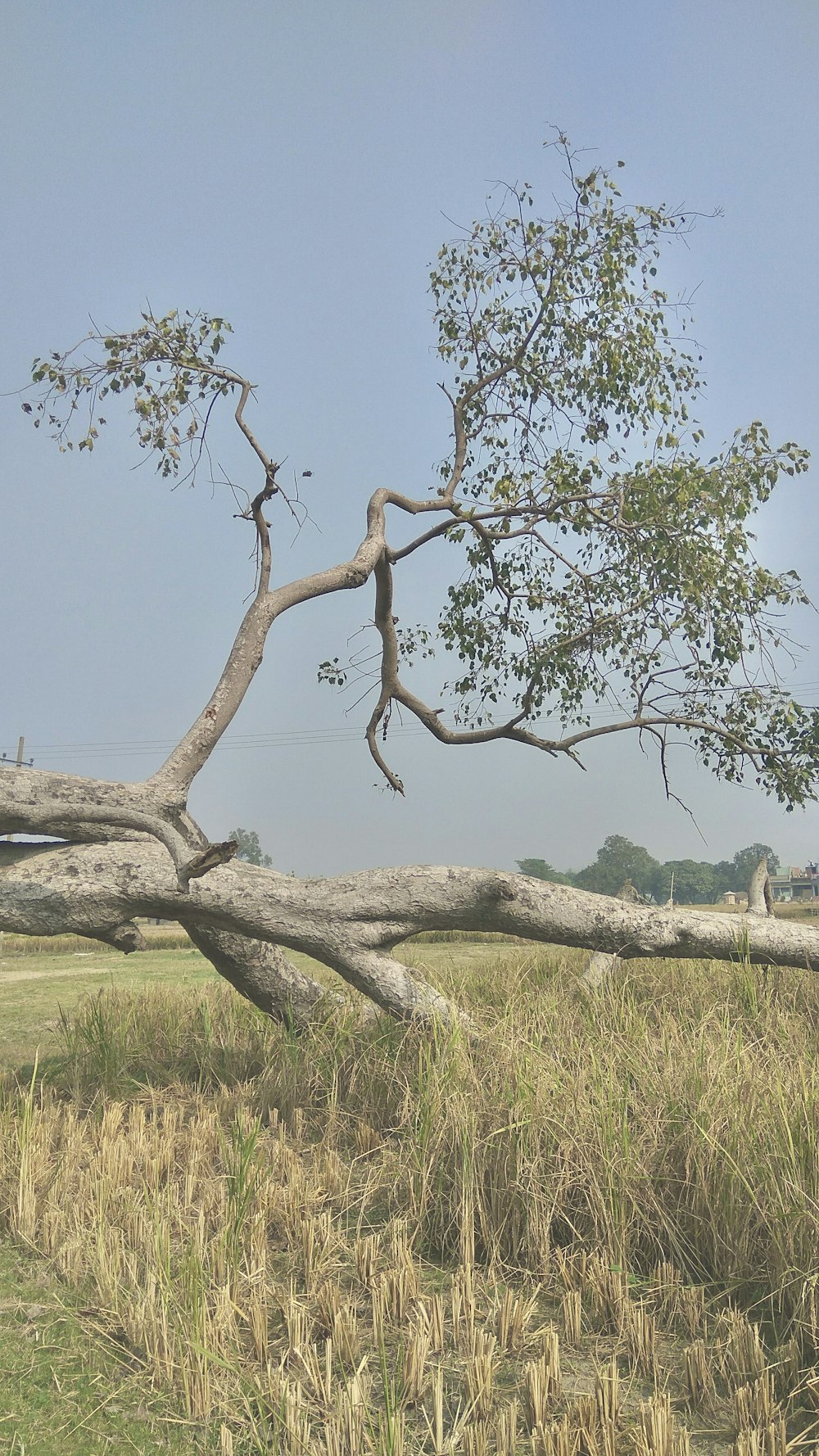 a giraffe standing next to a fallen tree