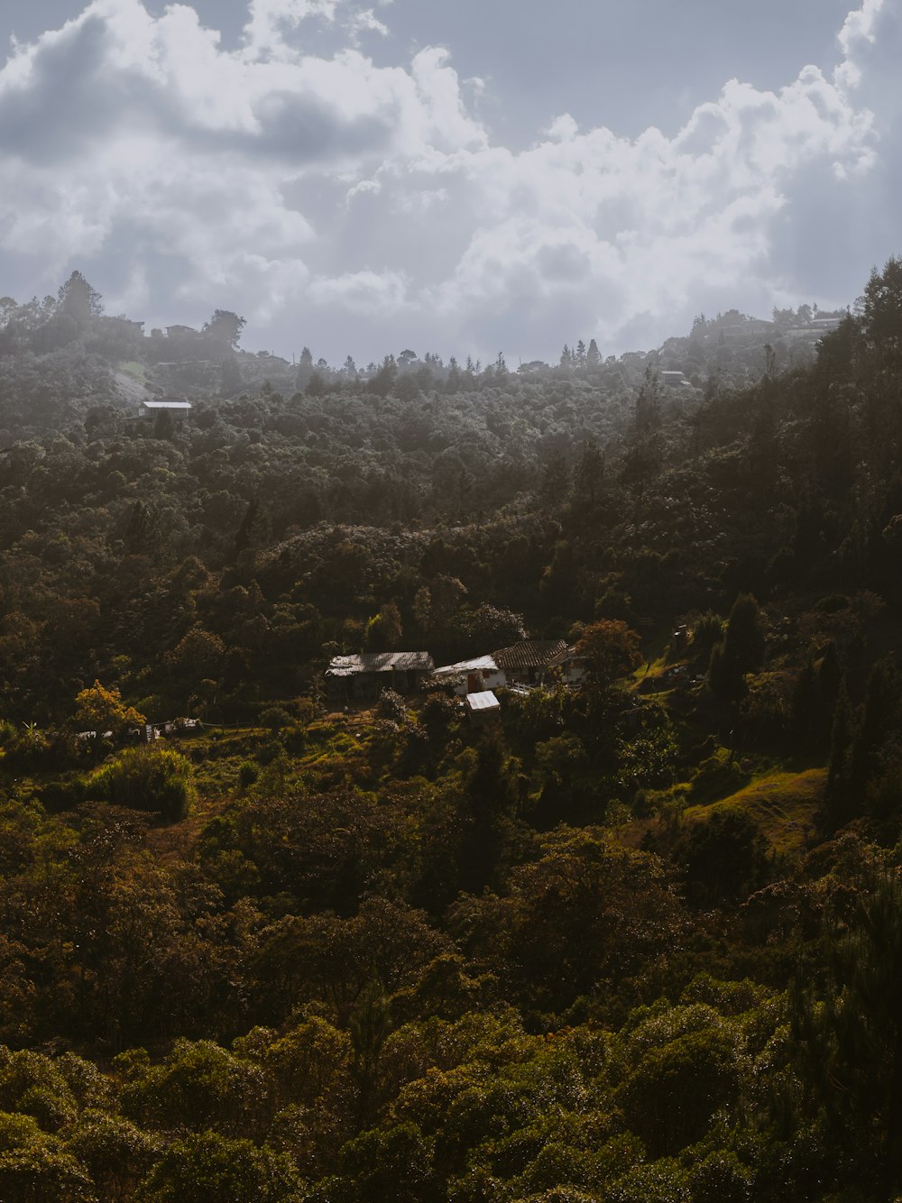 a lush green forest filled with lots of trees