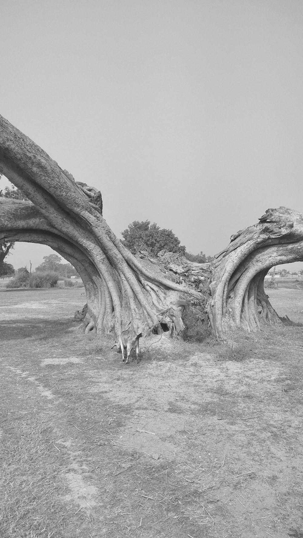 a black and white photo of a tree trunk