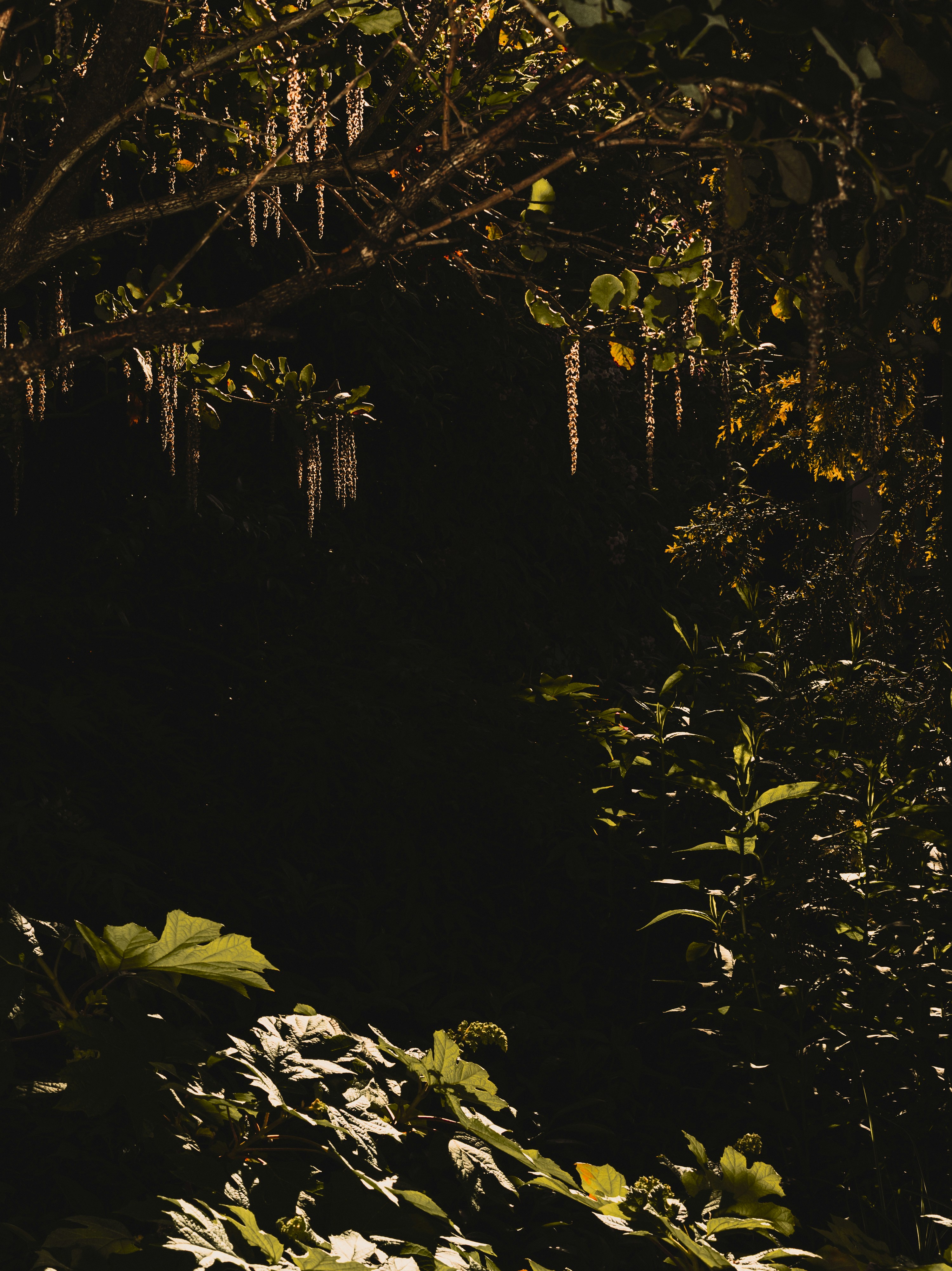 a dark forest filled with lots of green plants