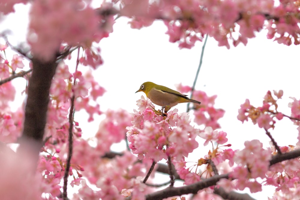 ピンクの花を咲かせる木の枝にとまる鳥