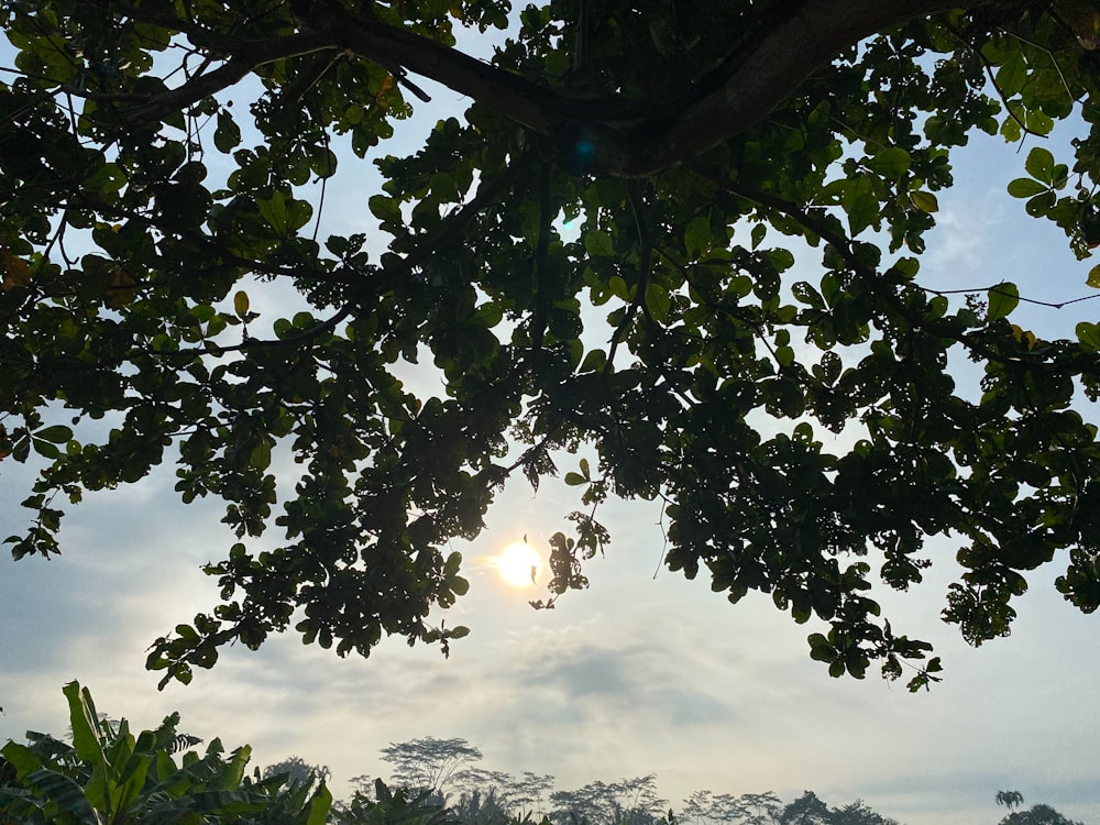 the sun peeking through the leaves of a tree