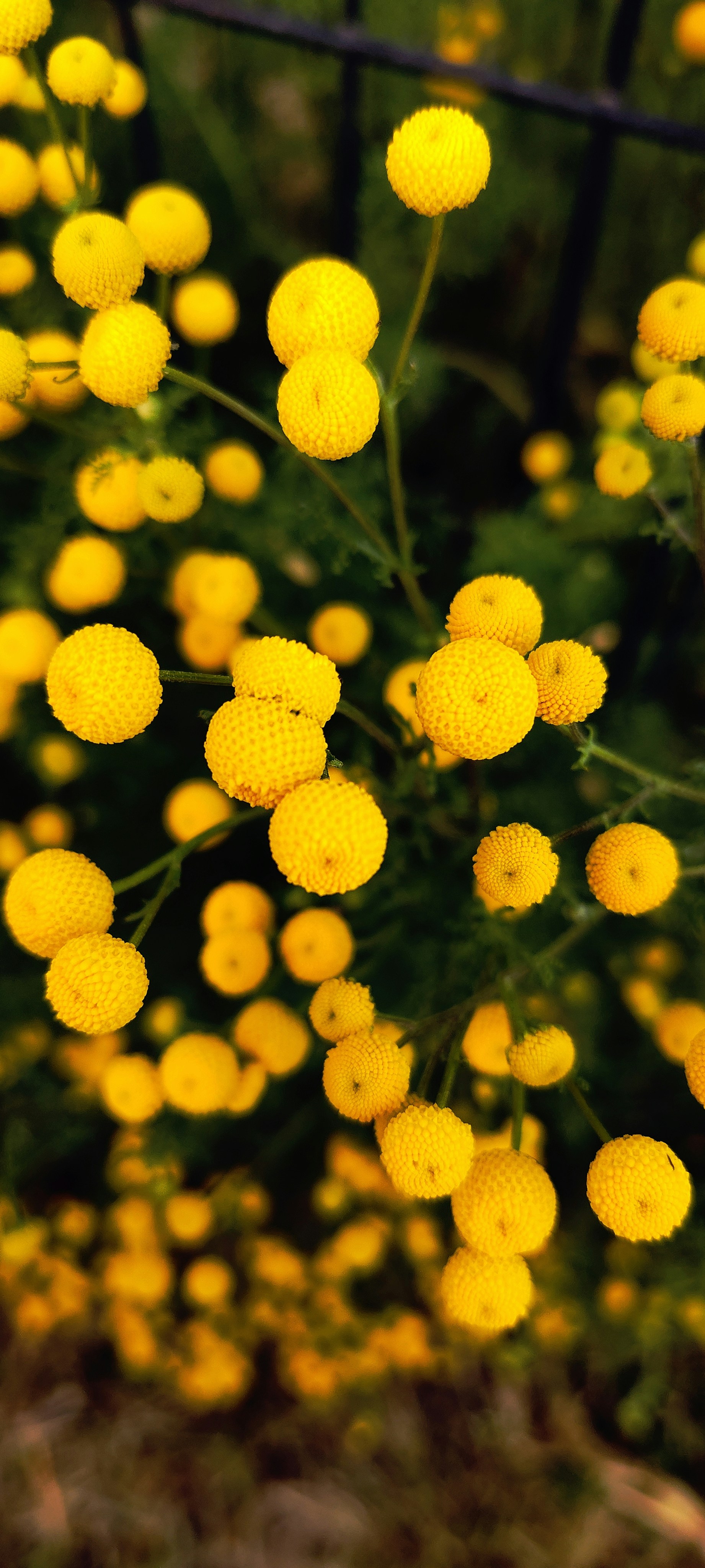 Photo by christianhon