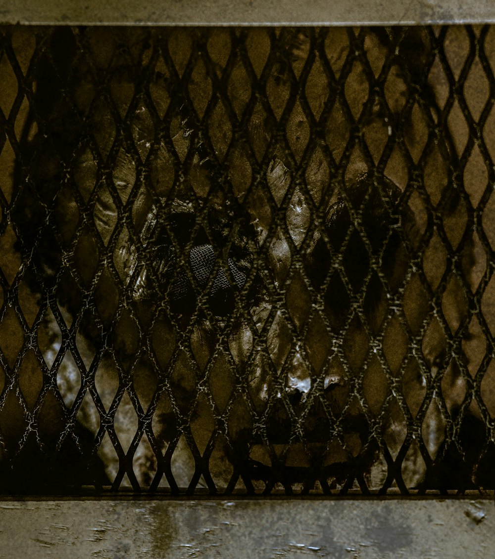 um gato atrás de uma cerca de elo de corrente olhando para a câmera