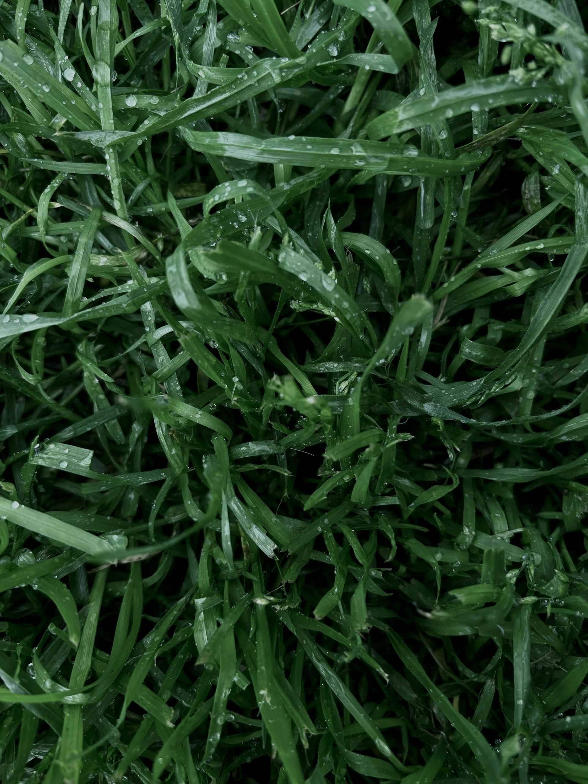a close up of grass with water droplets on it