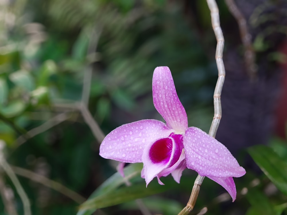 a pink flower with drops of water on it