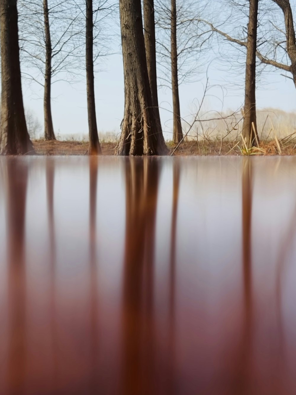 a wooden floor with trees in the background