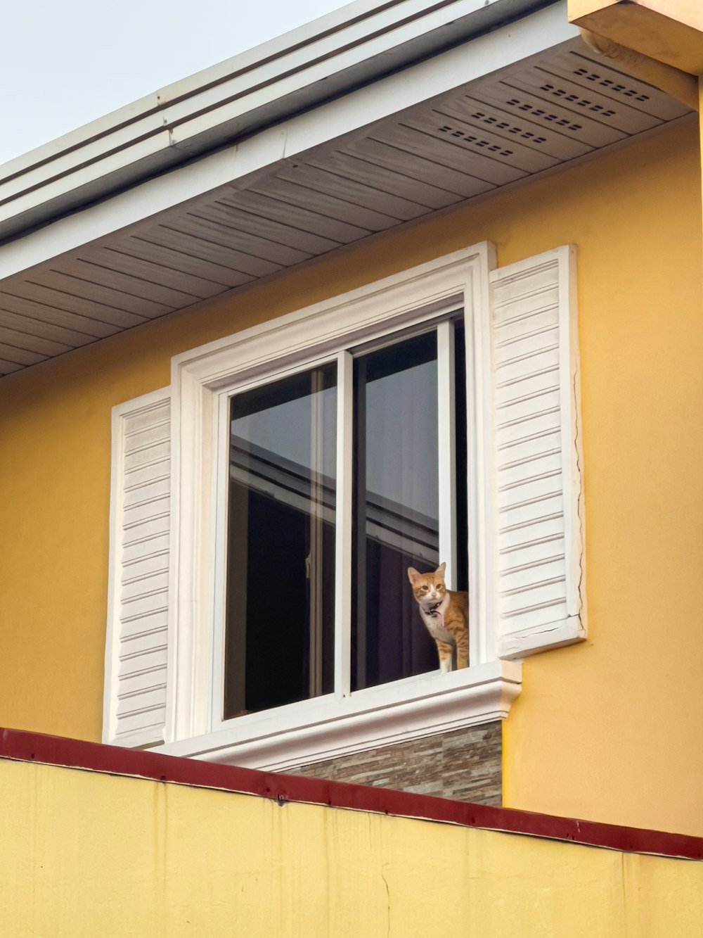 a cat sitting on a window sill looking out