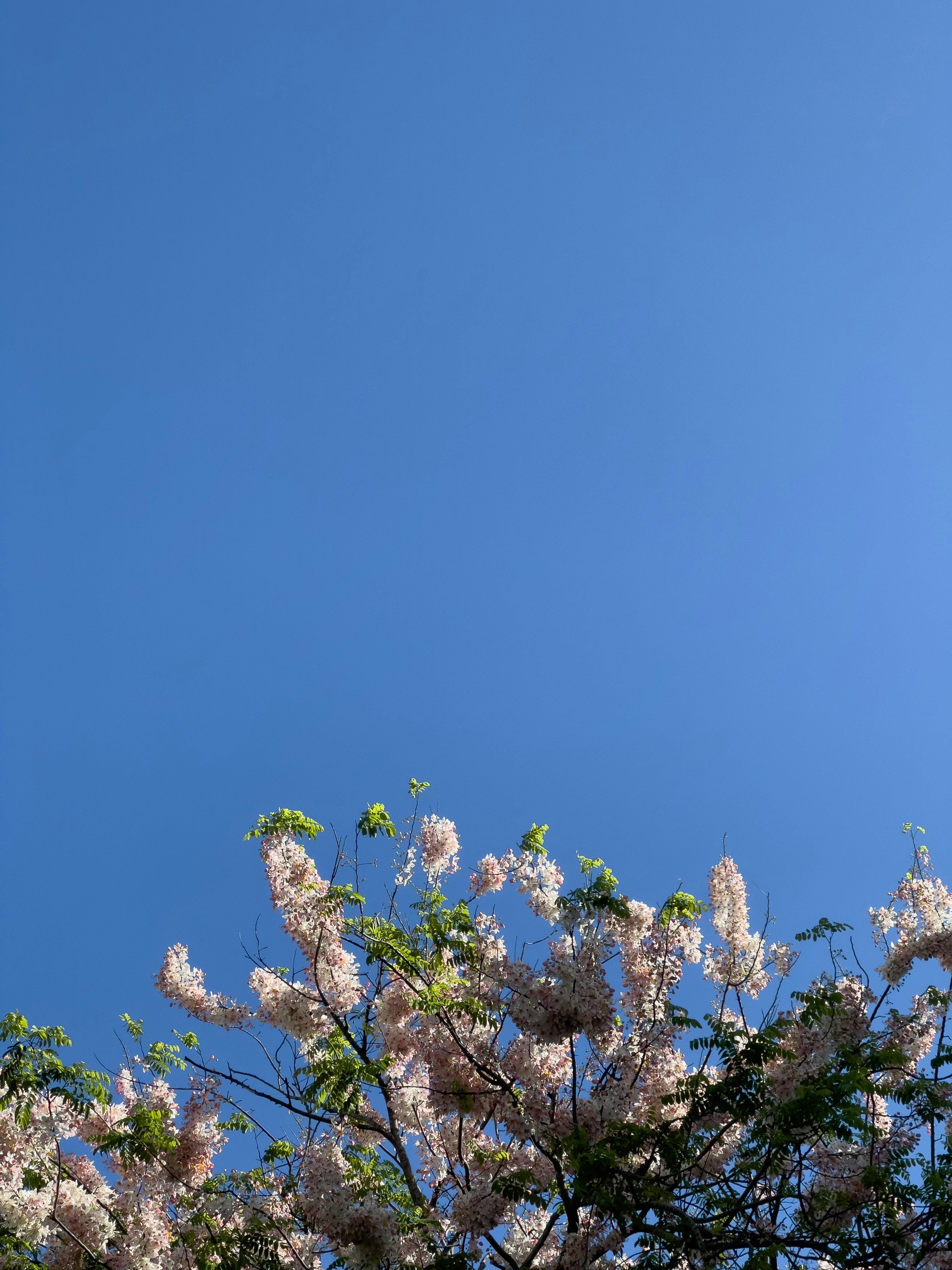 un árbol con flores blancas en primer plano y un cielo azul en el fondo