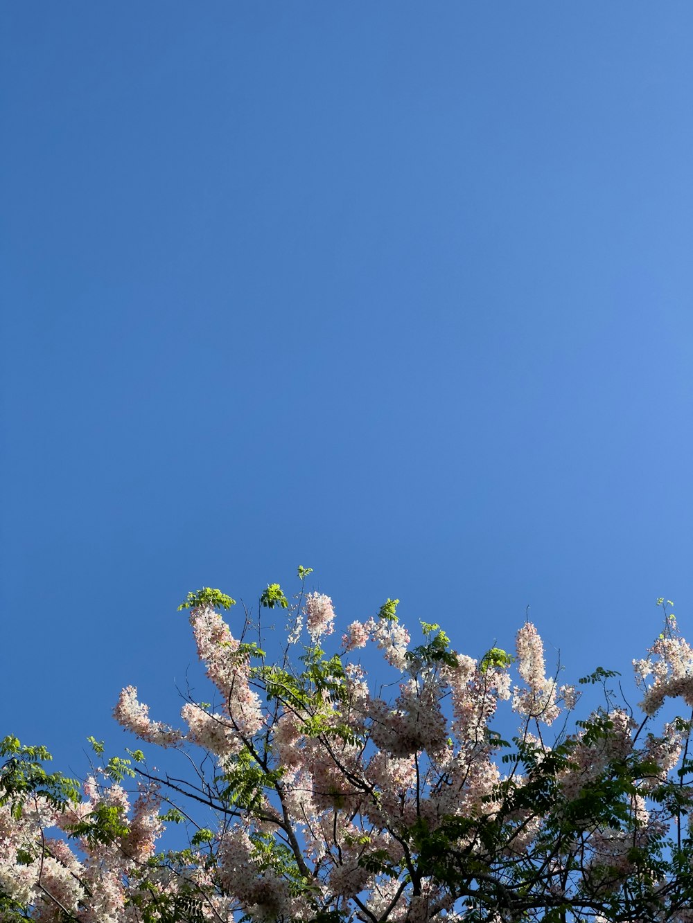 a tree with white flowers in the foreground and a blue sky in the background