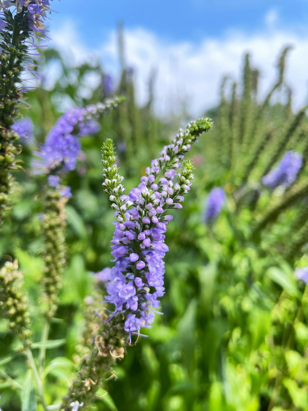 purple flowers in a field of green grass