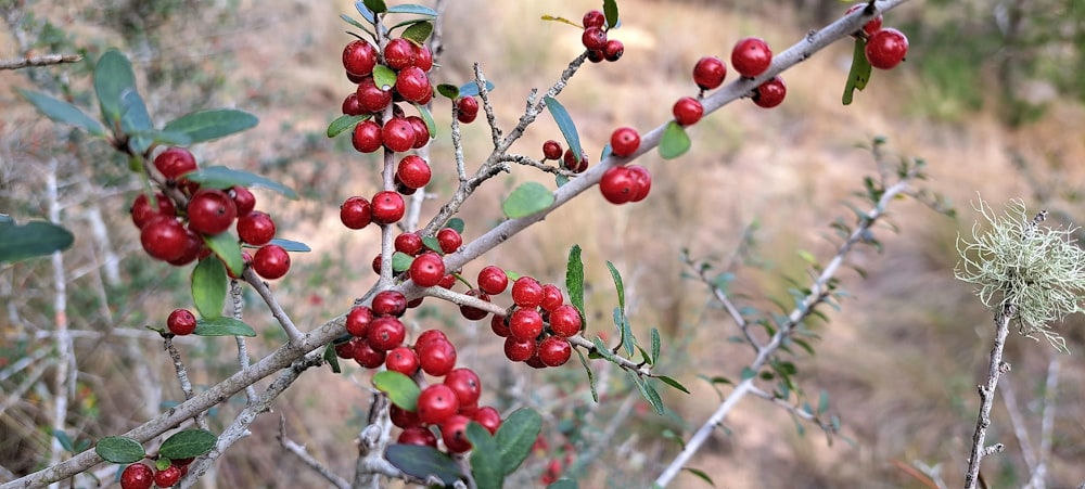 a bush with red berries and green leaves