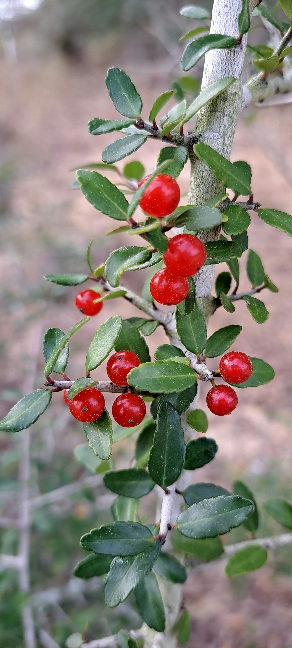 a branch with red berries and green leaves