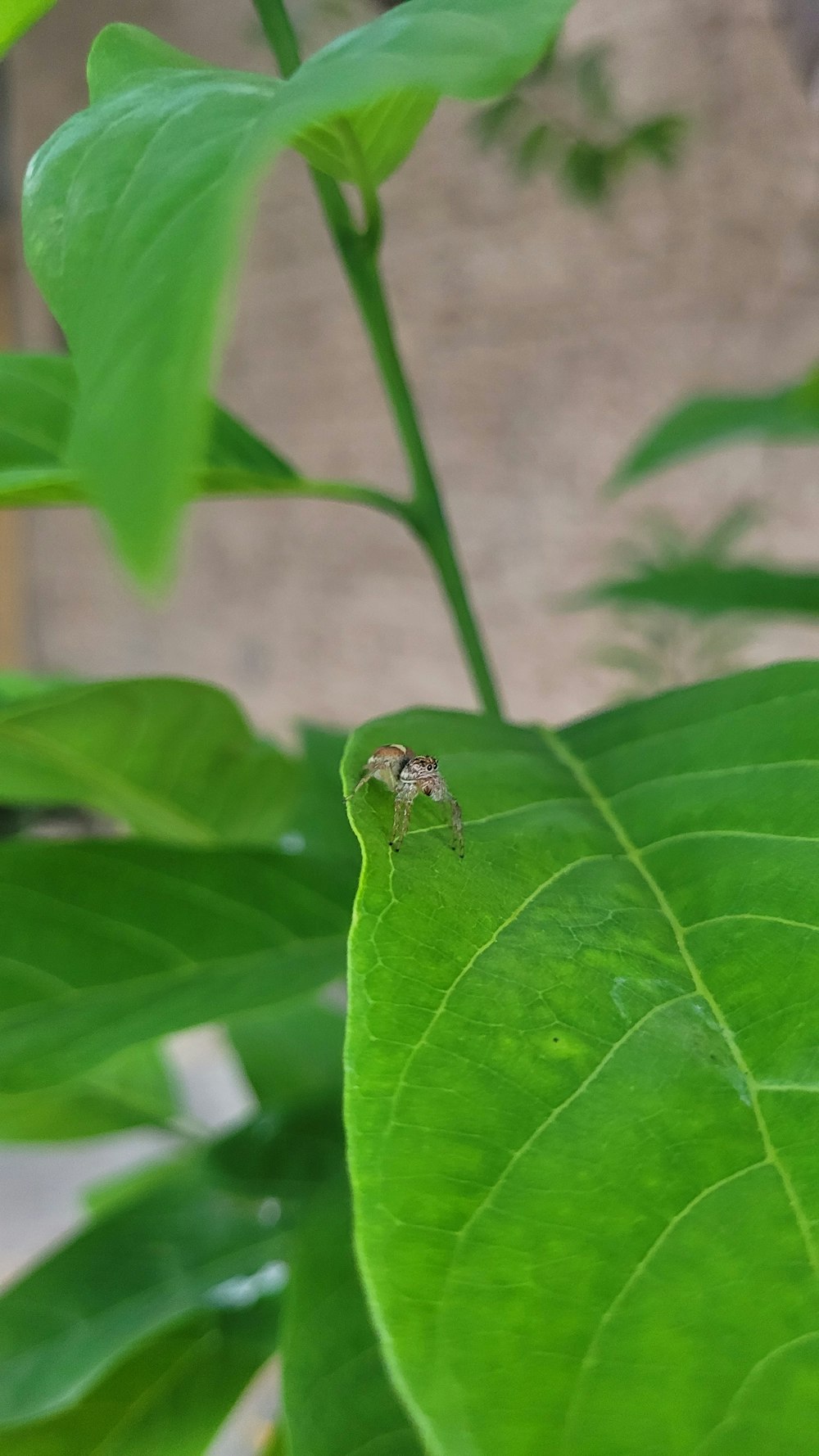 ein kleines Insekt, das auf einem grünen Blatt sitzt