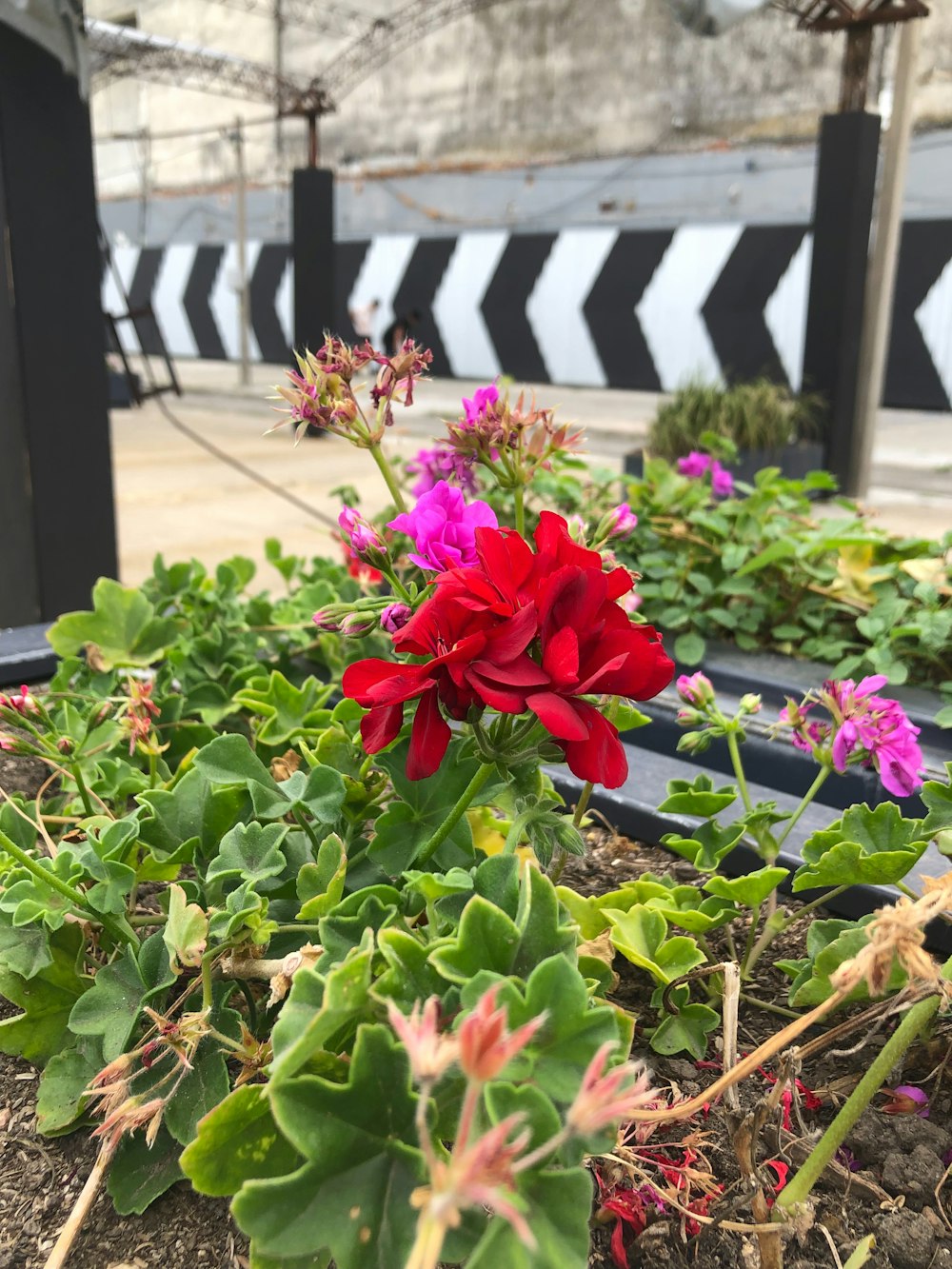 a bunch of flowers that are sitting in the dirt