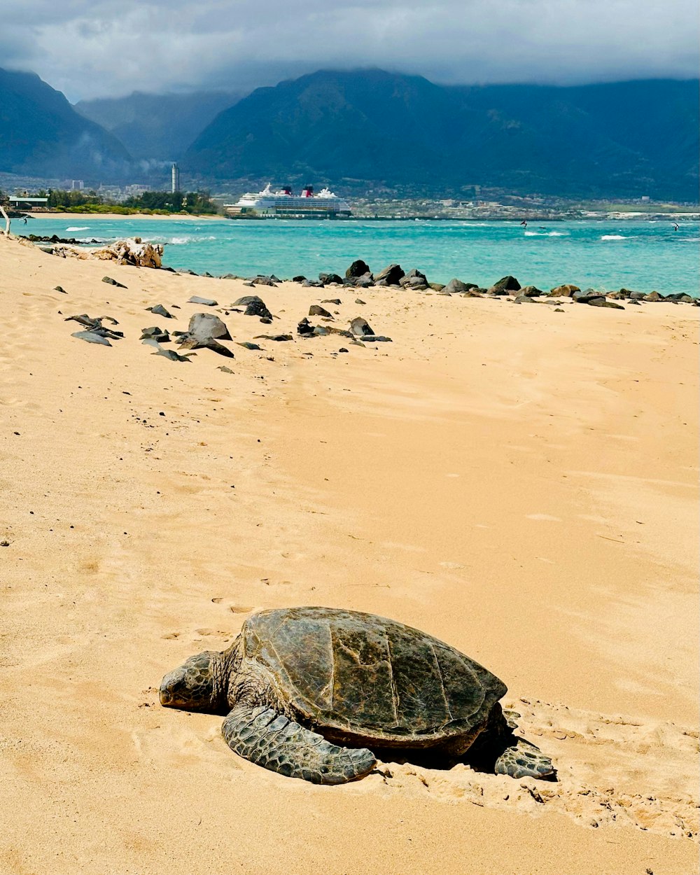 a large turtle laying on top of a sandy beach