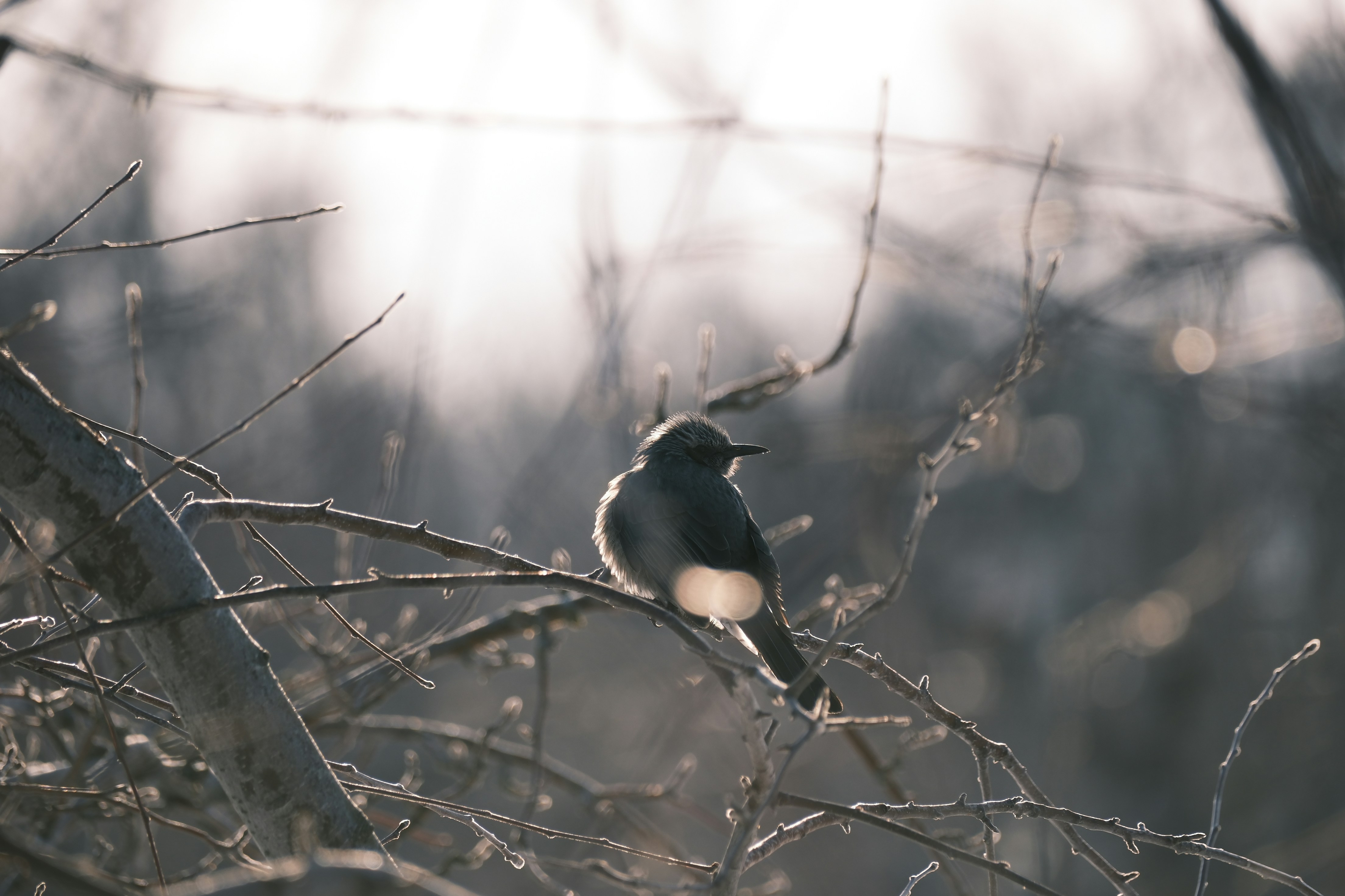 Photo by seiya_maeda