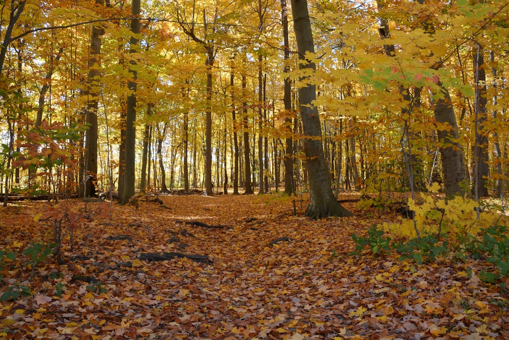 a forest filled with lots of trees covered in leaves