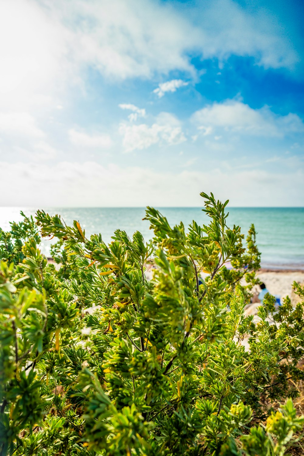 Una vista de una playa a través de un arbusto