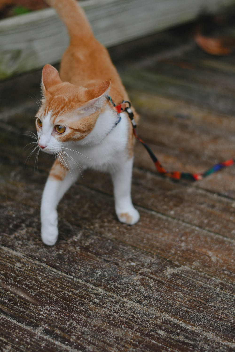 an orange and white cat walking on a leash