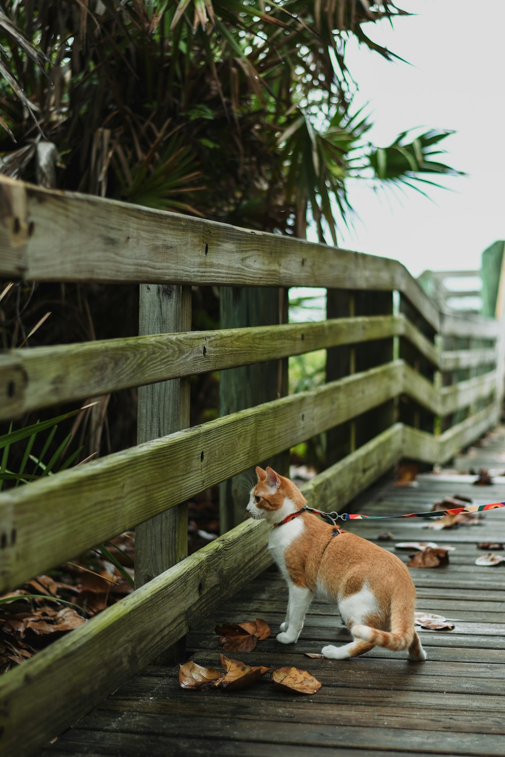 a cat sitting on top of a wooden bridge