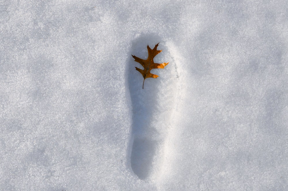 a single leaf is laying in the snow