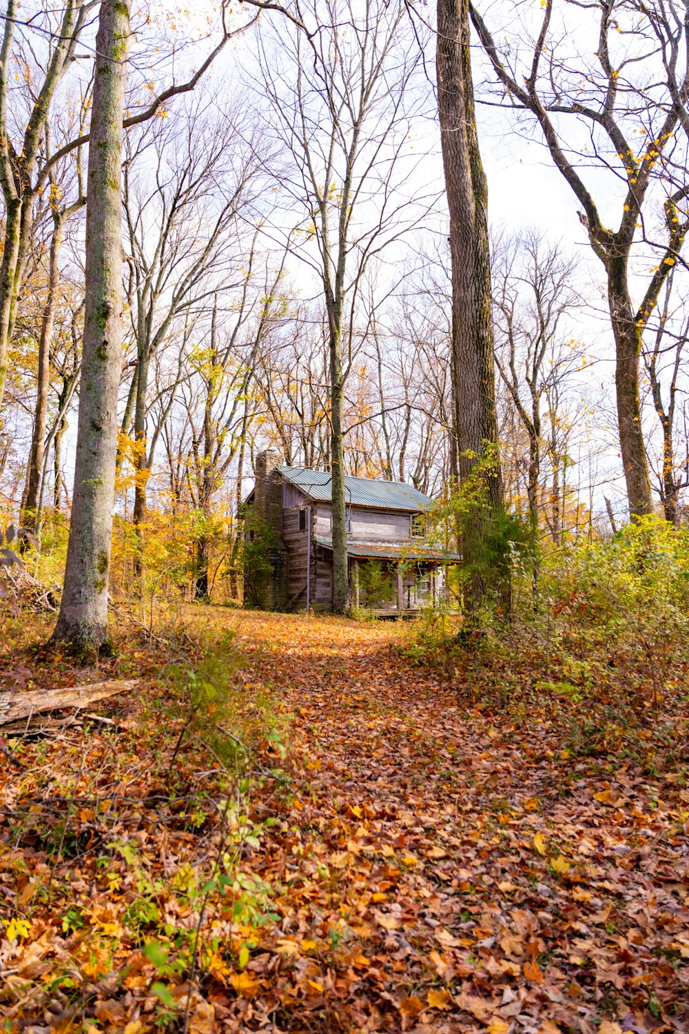 a cabin in the woods surrounded by trees