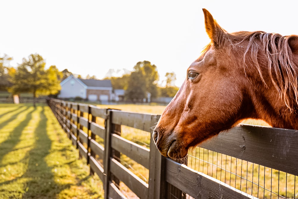 a brown horse standing next to a wooden fence