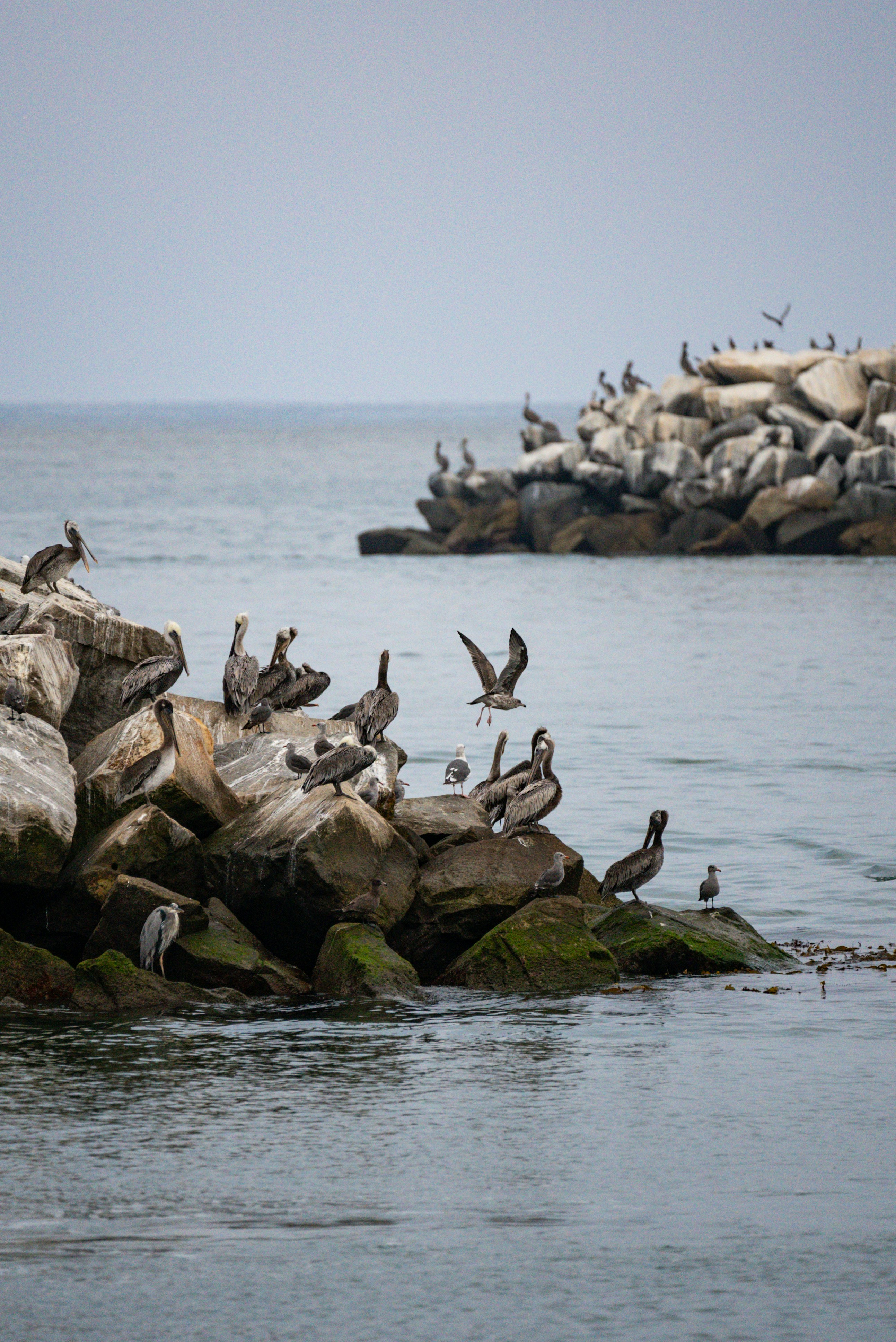 a flock of birds sitting on top of rocks in the water
