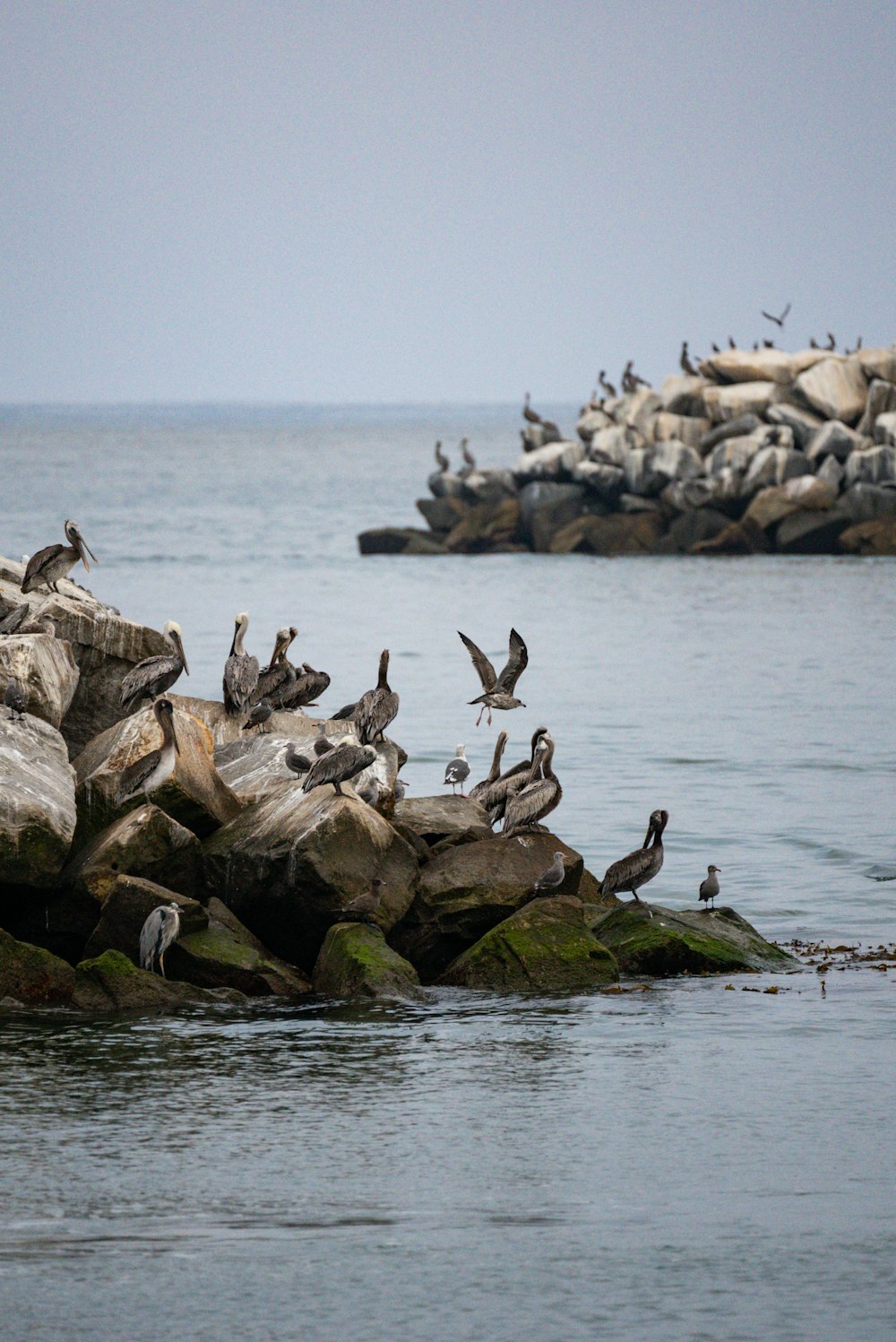 a flock of birds sitting on top of rocks in the water