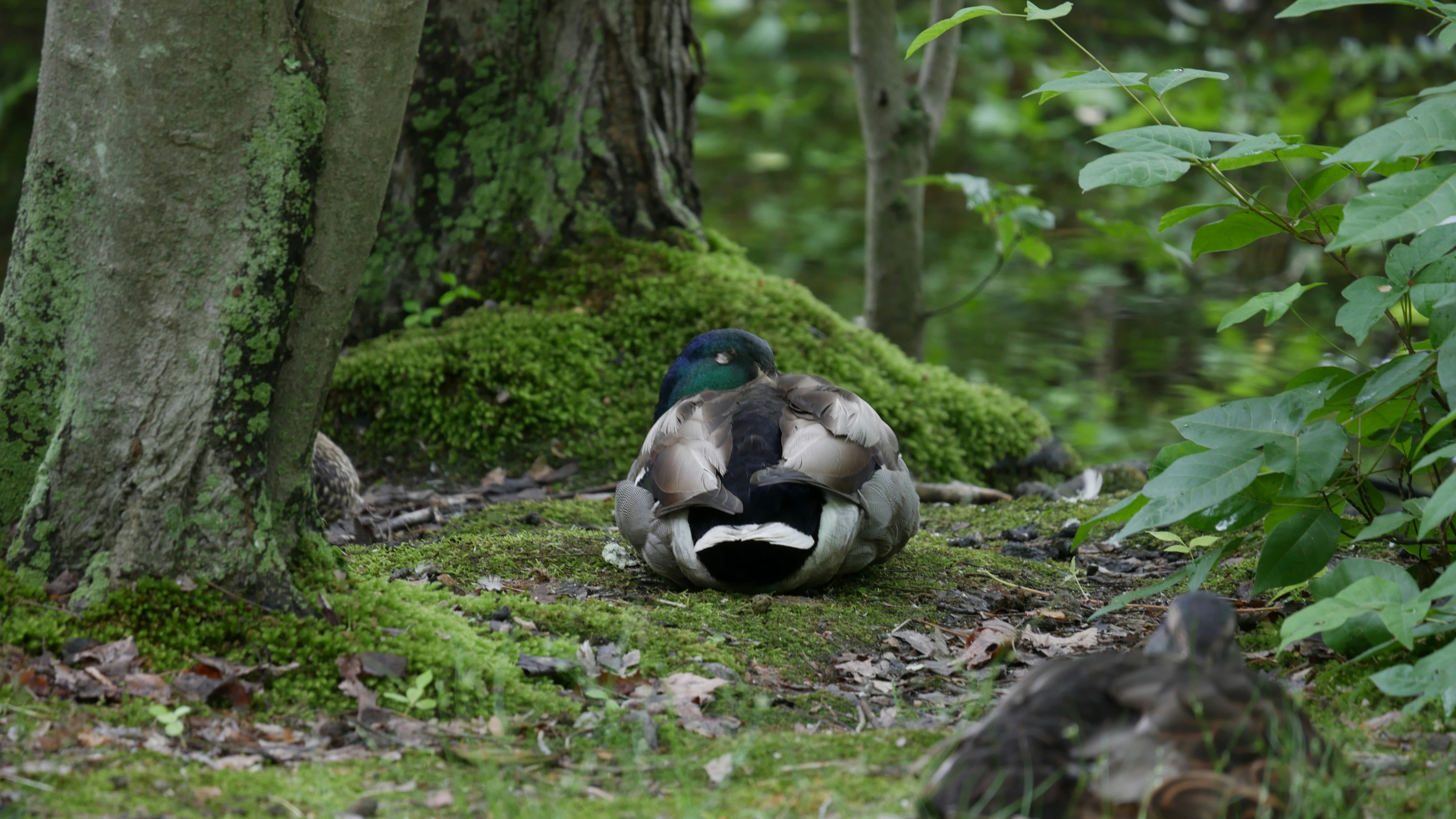 A duck sitting on the ground in the woods photo – Free Teal Image on ...