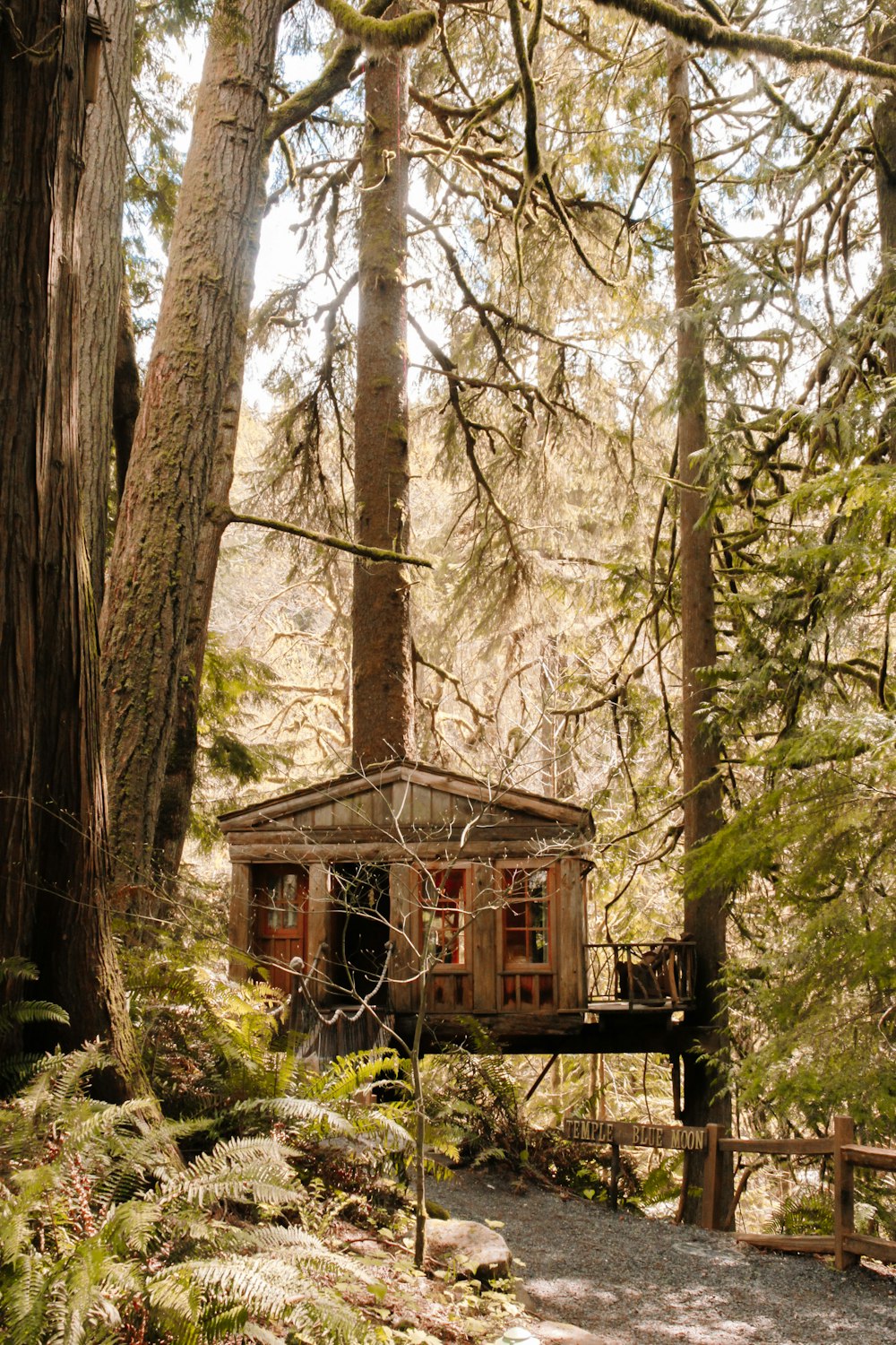 a tree house in the middle of a forest