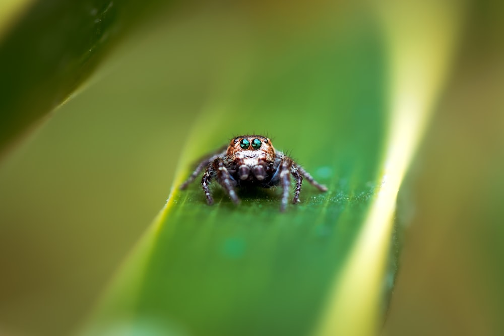 Nahaufnahme einer Spinne auf einem Blatt