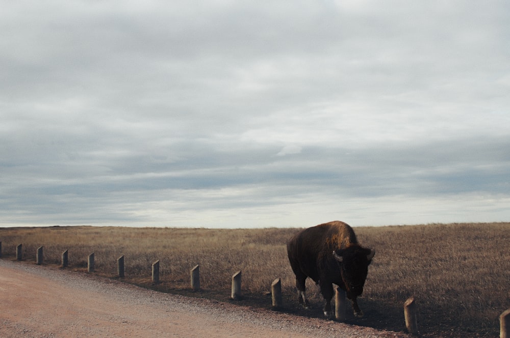 a lone bison walking along a dirt road