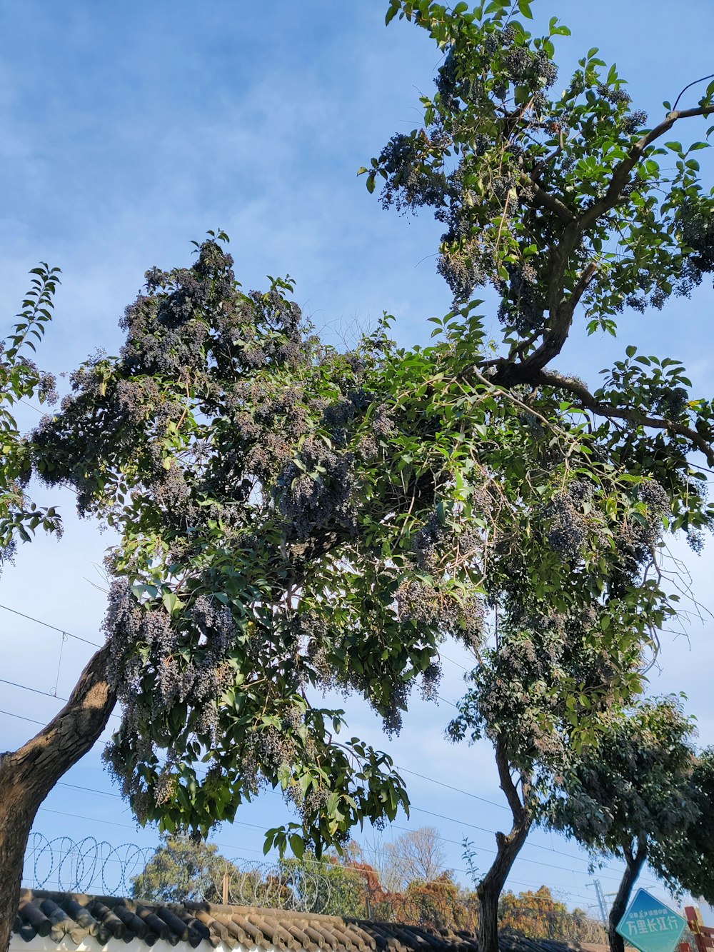 a couple of trees that are next to each other