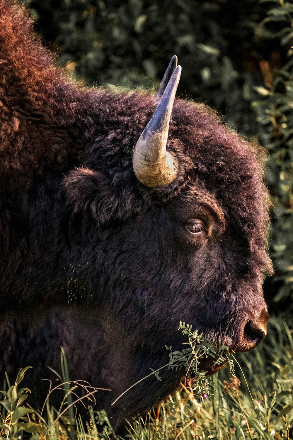 a bison with long horns standing in tall grass
