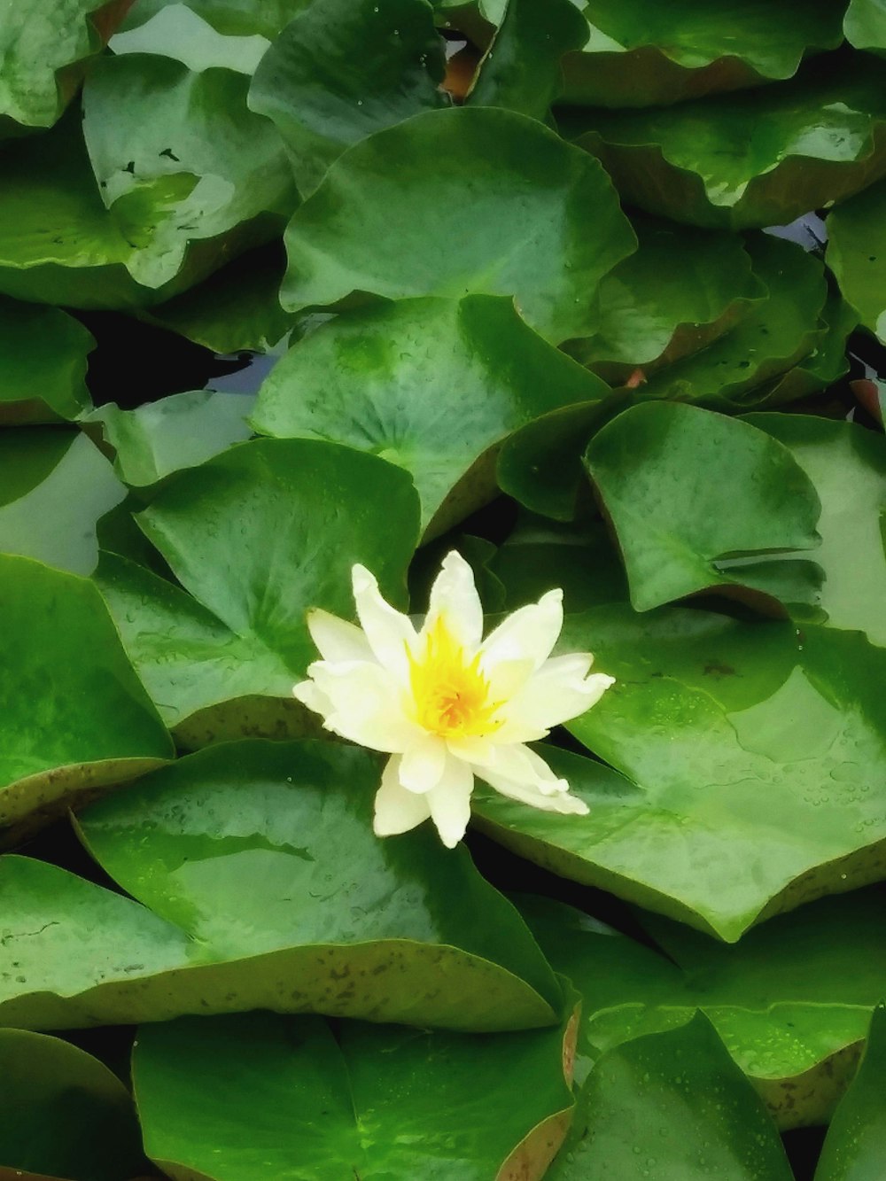 a yellow and white flower sitting on top of green leaves
