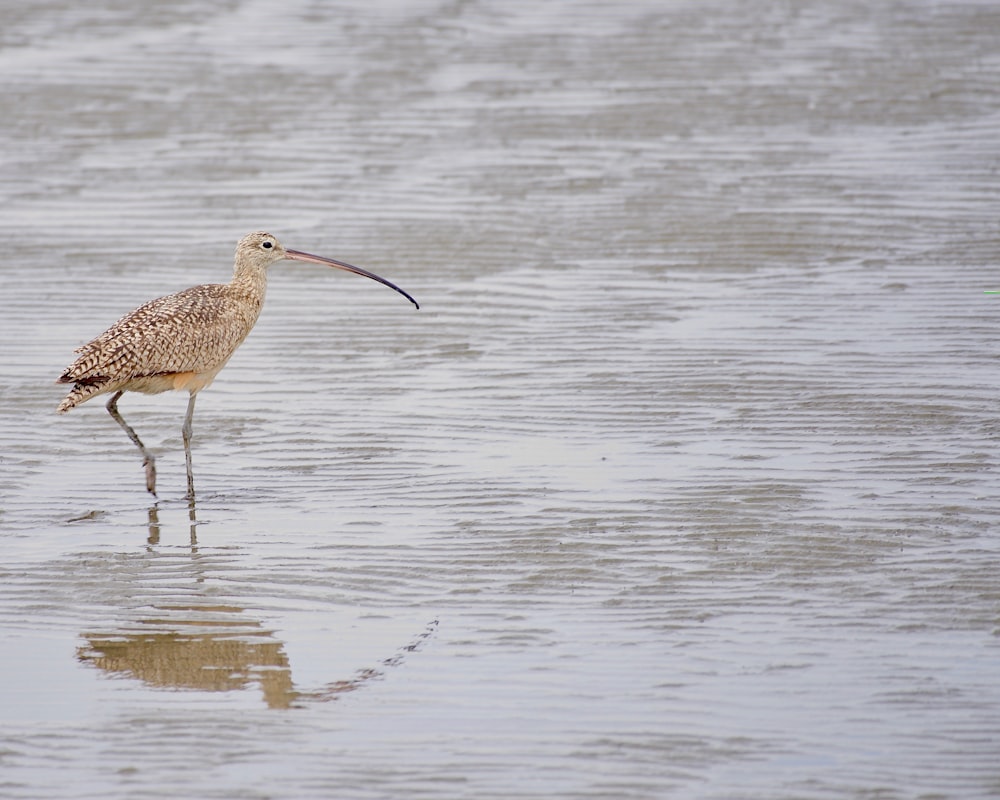 a bird with a long beak standing in shallow water