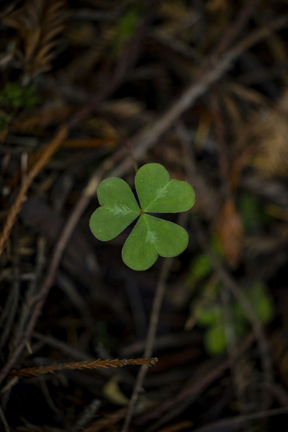 a four leaf clover sitting on top of a forest floor