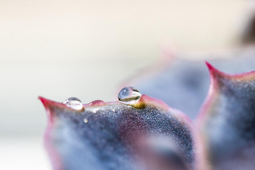 a close up of a flower with water droplets on it