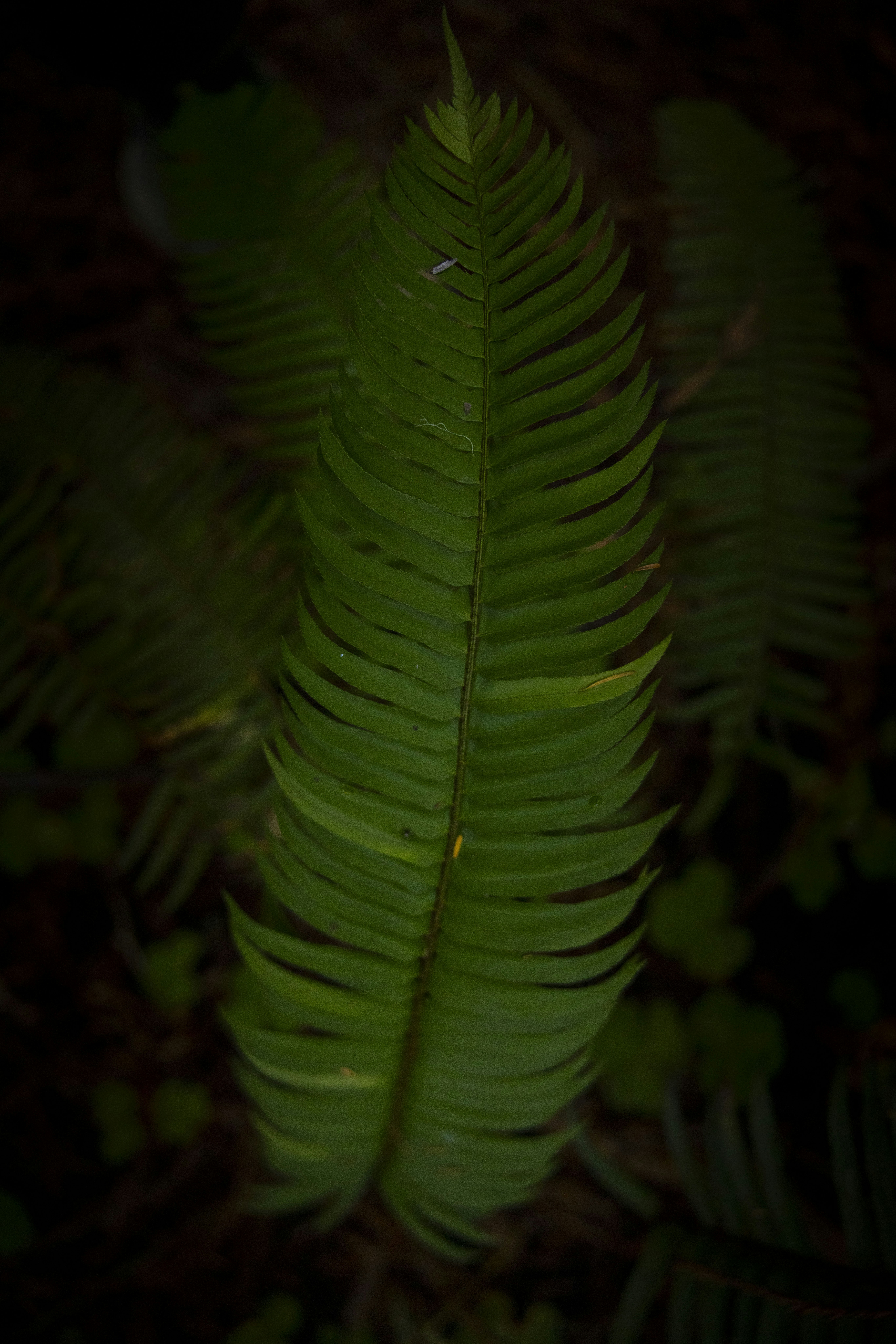 Photo by leo_visions_