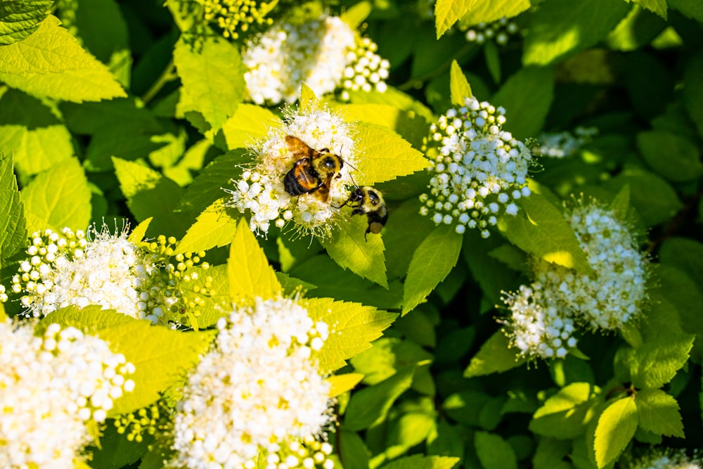 una abeja está sentada sobre una flor blanca